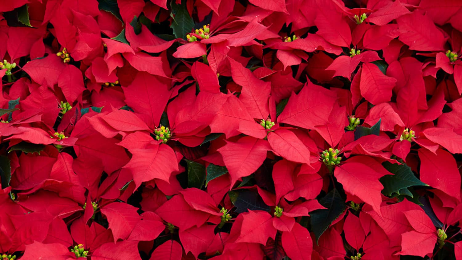 ColdTolerant Flowering Plants Chestnut Hill Nursery